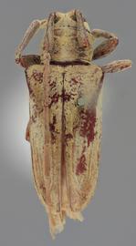  Proplerodia goyana , male holotype specimen; © E.H. Nearns