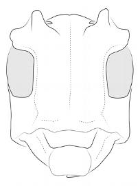  Pseudobeta seabrai , male;  © E.H. Nearns 