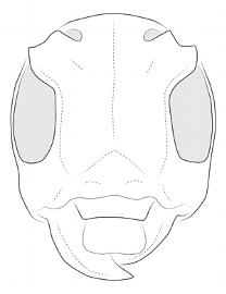  Psyllotoxoides albomaculata , female; © E.H. Nearns