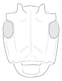  Oncideres griseocincta  (=  Psyllotoxus griseocinctus ), male; © E.H. Nearns