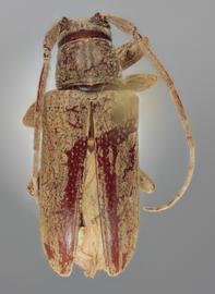  Sternycha panamensis , male holotype specimen; © E.H. Nearns