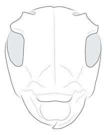  Sternycha paupera , female; © E.H. Nearns