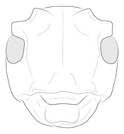  Strioderes peruanus , male; © E.H. Nearns