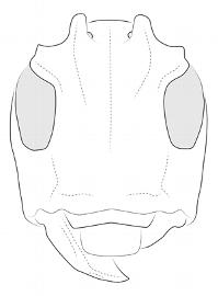  Sulpitus lilla , male; © E.H. Nearns