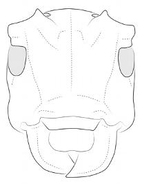 Oncideres truquii   (=  Taricanus truquii ), male; © E.H. Nearns