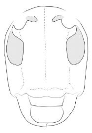  Tibiosioma maculosa , female;  © E.H. Nearns 