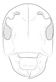  Trachysomus verrucosus , male; © E.H. Nearns