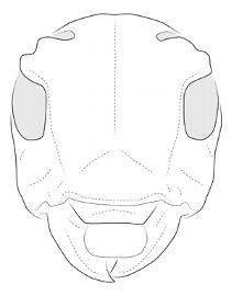  Trestoncideres albiventris , male; © E.H. Nearns