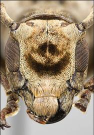  Trestonia morrisi,  female specimen; © E.H. Nearns