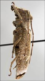  Trestonia morrisi,  female specimen; © E.H. Nearns