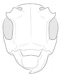  Trestonia morrisi , female;  © E.H. Nearns 