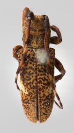  Trestonia solangeae , male holotype specimen; © E.H. Nearns