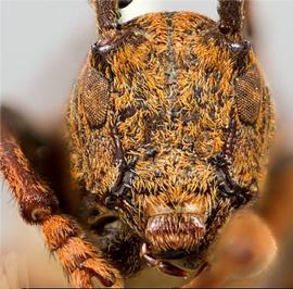  Trestonia solangeae , male holotype specimen; © E.H. Nearns