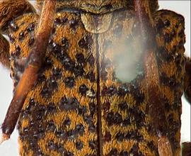  Trestonia solangeae , male holotype specimen; © E.H. Nearns