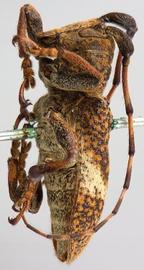  Trestonia solangeae , male holotype specimen; © E.H. Nearns