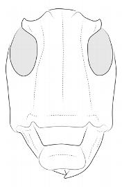  Tritania dilloni , female; © E.H. Nearns