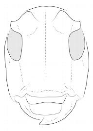  Tulcoides pura , male; © E.H. Nearns