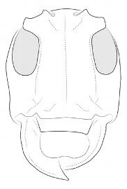  Tulcus subfasciatus , female; © E.H. Nearns