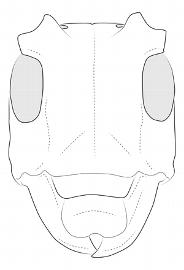  Tybalmia funeraria , female; © E.H. Nearns