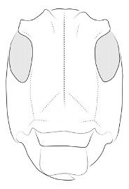  Typhlocerus prodigiosus , female; © E.H. Nearns