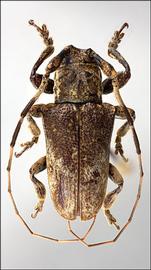  Venustus zeteki,  holotype specimen; © E.H. Nearns