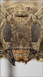  Venustus zeteki,  holotype specimen; © E.H. Nearns