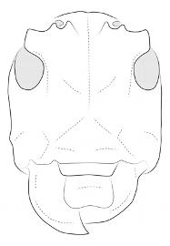  Xylomimus baculus , female; © E.H. Nearns