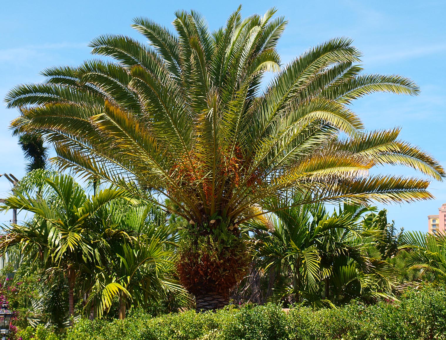 Phoenix canariensis