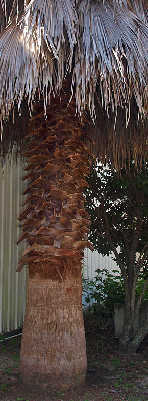 Washingtonia robusta | Palm ID