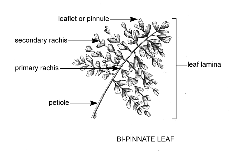 bipinnate leaf
