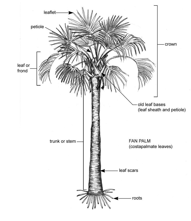 Palm Morphology Identifying Commonly Cultivated Palms
