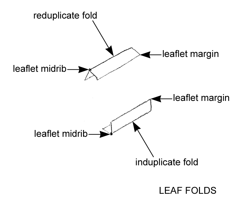 leaf folds