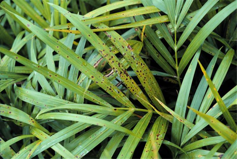 Leaf Spots and Leaf Blights  Symptoms of Palm Diseases and Disorders