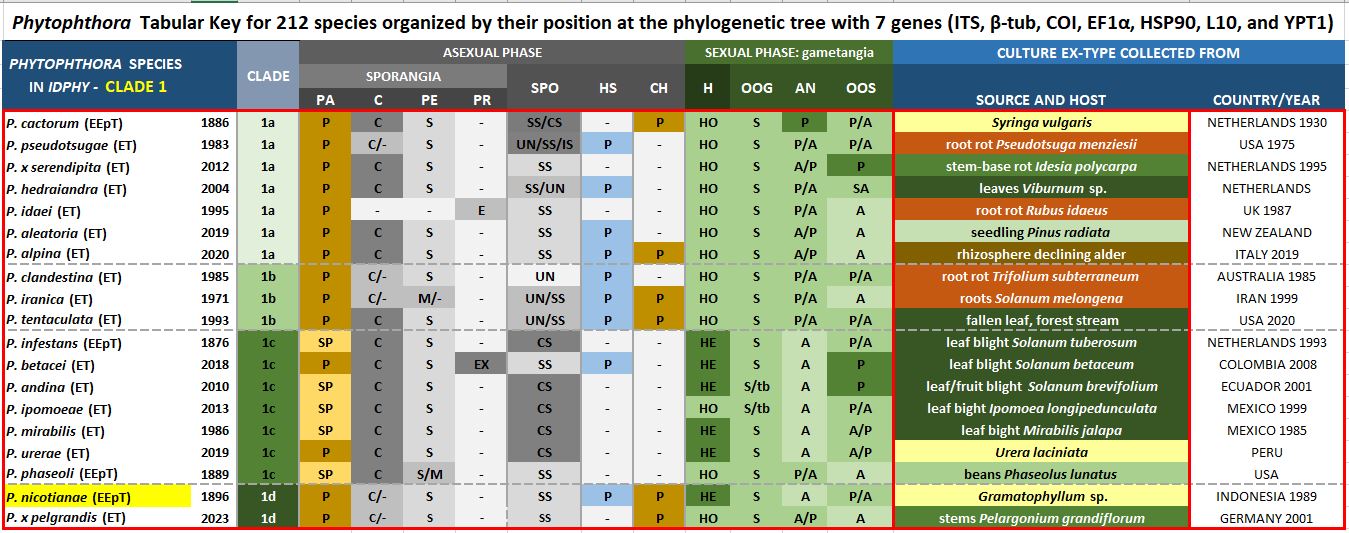 Phytophthora nicotianae (in progress - Abad et al. 2023b) | IDphy