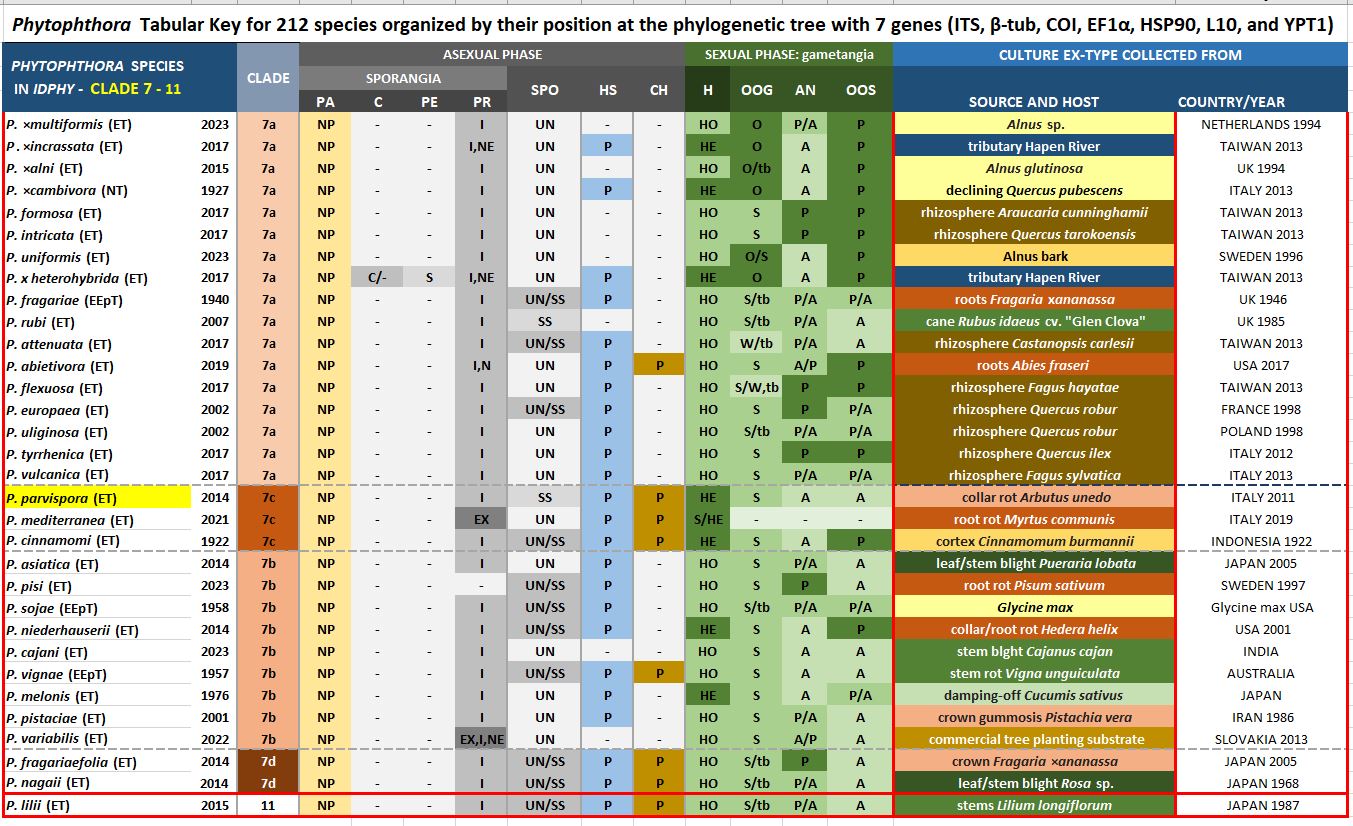 Phytophthora parvispora | IDphy