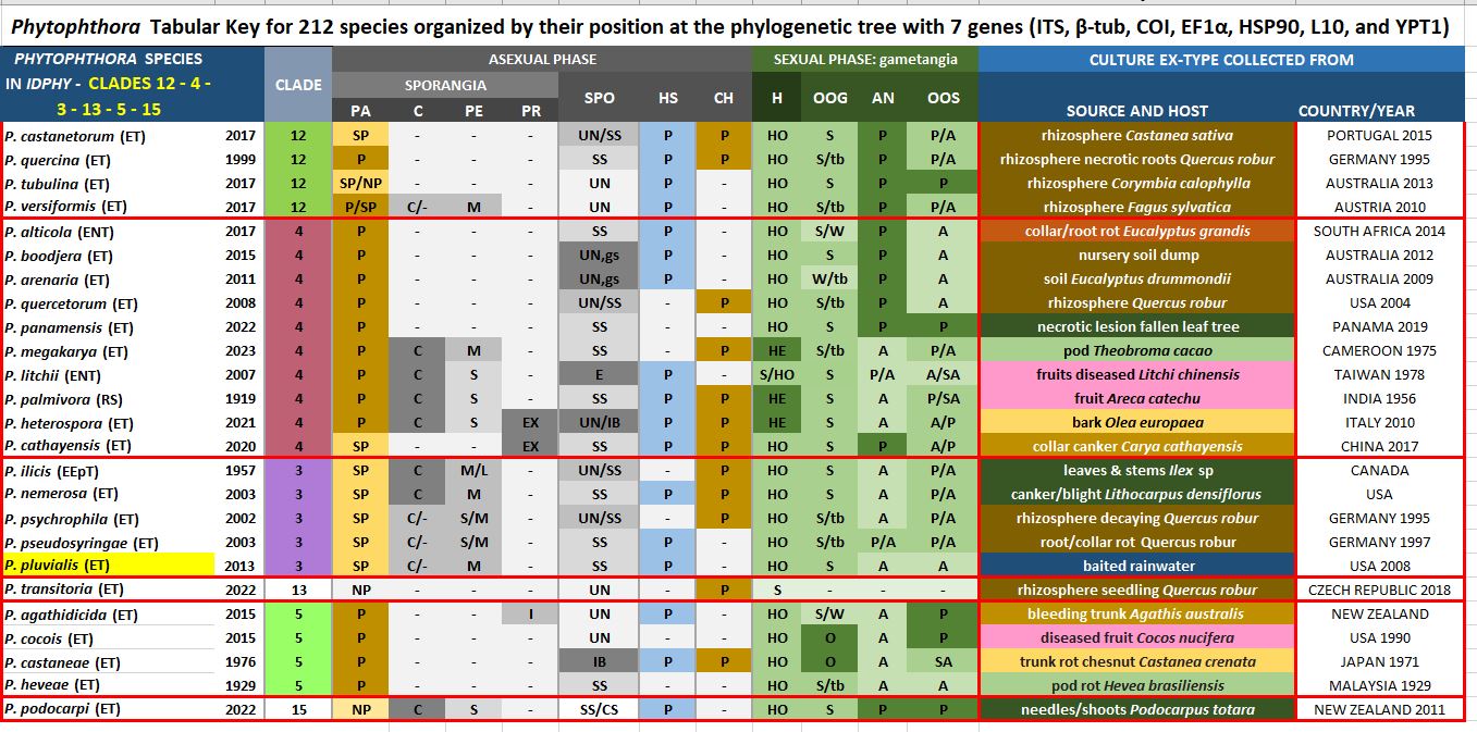Phytophthora pluvialis | IDphy