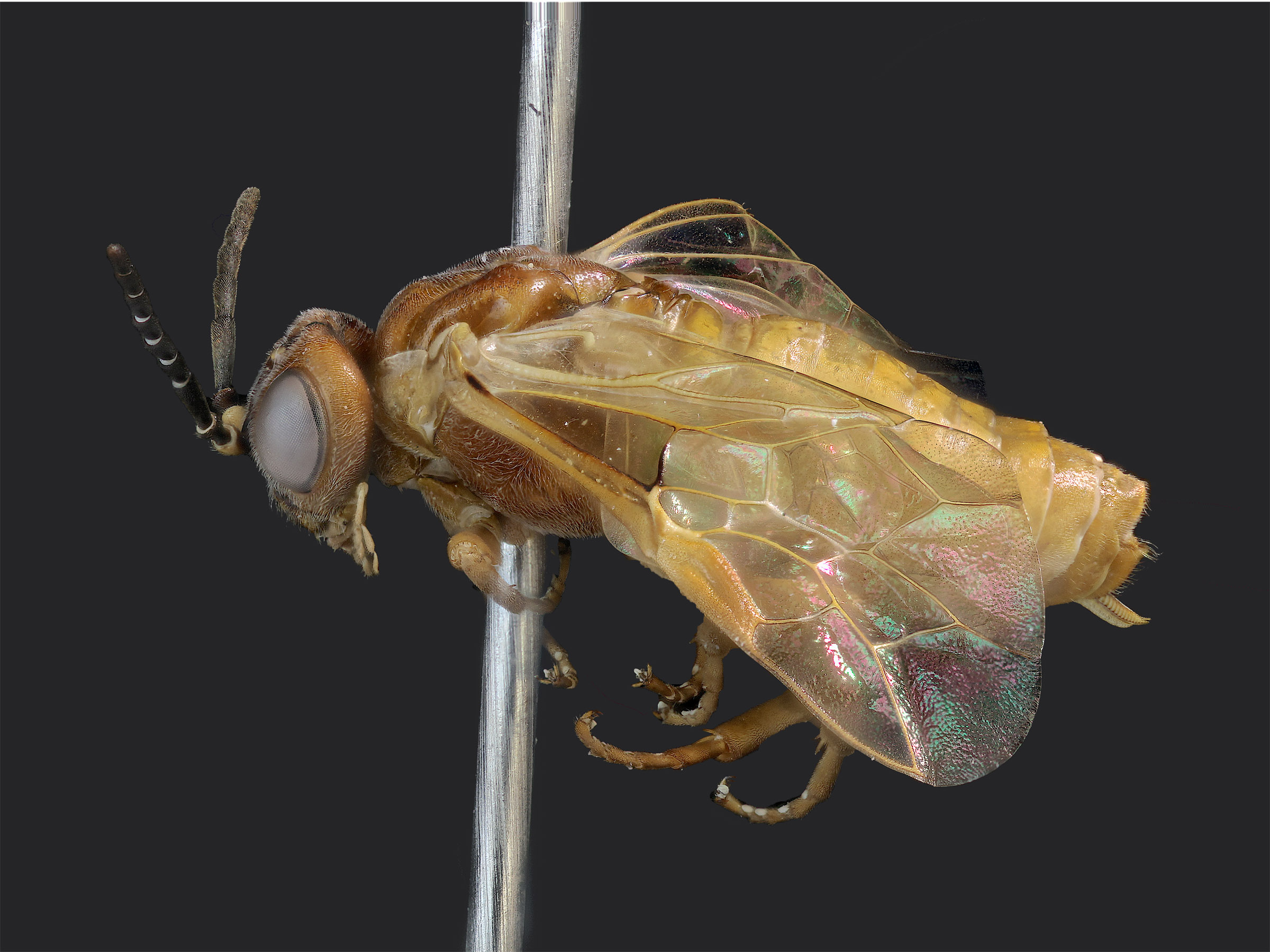   Periclista diluta  female lateral habitus; photo by J. Orr, WSDA 
