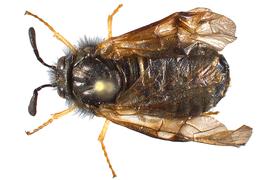   Abia americana  female dorsal habitus; photo by J. Orr, WSDA 
