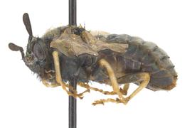   Abia americana  female lateral habitus; photo by J. Orr, WSDA 
