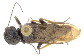   Acantholyda atrata  male dorsal habitus; photo by J. Orr, WSDA 
