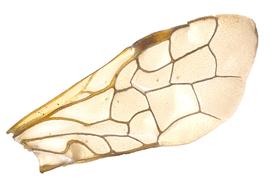   Acantholyda bucephala  fore wing; photo by J. Orr, WSDA 
