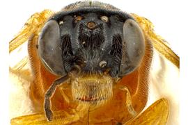   Acordulecera dorsalis  female face; photo by J. Orr, WSDA 
