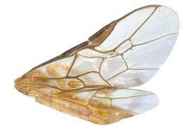   Acordulecera dorsalis nbsp;wings; photo by J. Orr, WSDA 
