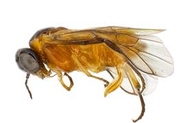   Acordulecera dorsalis  female lateral habitus; photo by J. Orr, WSDA 
