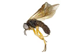   Acordulecera dorsalis  male lateral habitus; photo by J. Orr, WSDA 
