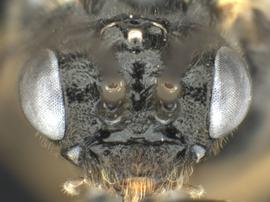   Adelesta nova nbsp;female face; photo by Q. Baine, WSDA 
