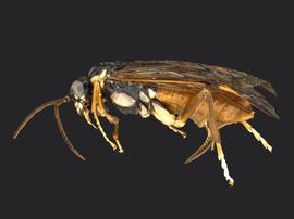   Aglaostigma rubens nbsp;female lateral habitus; photo by Q. Baine, WSDA 
