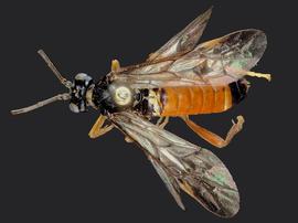   Aglaostigma rubensnbsp; male dorsal habitus; photo by J. Orr, WSDA 
