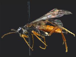   Aglaostigma rubensnbsp; male lateral habitus; photo by J. Orr, WSDA 
