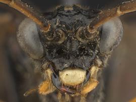   Aglaostigma rubensnbsp; male face; photo by Q. Baine, WSDA 
